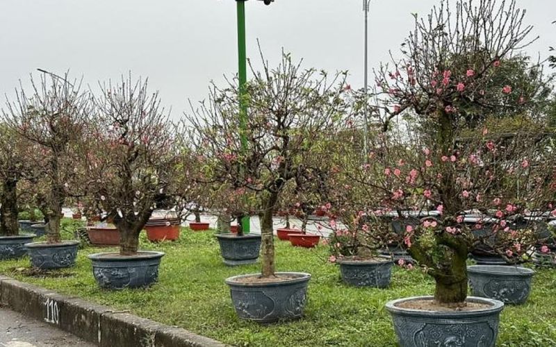 Thị xã Sơn Tây, Hà Nội: Đảm bảo văn minh đô thị chợ hoa Xuân 2024